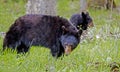 A mother and baby Black Bear in green grass. Royalty Free Stock Photo