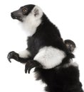 Mother and baby Black-and-white ruffed lemur, Varecia variegata subcincta, 7 years old and 2 months old Royalty Free Stock Photo