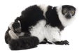 Mother and baby Black-and-white ruffed lemur, Varecia variegata subcincta, 7 years old and 2 months old Royalty Free Stock Photo