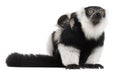 Mother and baby Black-and-white ruffed lemur, Varecia variegata subcincta, 7 years old and 2 months old