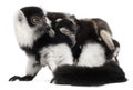 Mother and baby Black-and-white ruffed lemur, Varecia variegata subcincta, 7 years old and 2 months old Royalty Free Stock Photo