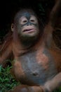 Mother and baby bornean orangutan Royalty Free Stock Photo