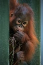 Mother and baby bornean orangutan Royalty Free Stock Photo