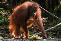 Mother and baby Bornean orangutan (Pongo pygmaeus), Semenggoh sanctuary, Borneo Royalty Free Stock Photo