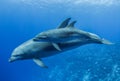 Mother and baby bottlenose dolphin, South Pacific ocean Royalty Free Stock Photo