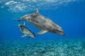 Mother and baby bottlenose dolphin in South Pacific ocean Royalty Free Stock Photo