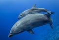 Mother and baby bottlenose dolphin, South Pacific ocean Royalty Free Stock Photo