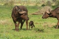 Mother and Baby Buffalo Royalty Free Stock Photo