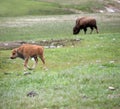 Mother and baby buffalo Royalty Free Stock Photo