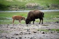 Mother and baby buffalo Royalty Free Stock Photo