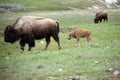 Mother and baby buffalo Royalty Free Stock Photo