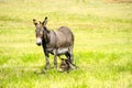 Mother and Baby Burro