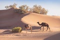 Mother and baby camel in Sahara desert, beautiful wildlife near oasis. Camels walking in the Morocco.