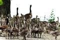 Mother and baby Canadian geese walking towards the water Royalty Free Stock Photo