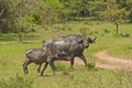 Mother and Baby Cape Buffalo after a mud bath Royalty Free Stock Photo