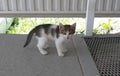 Baby cat hungry , looking for food Royalty Free Stock Photo