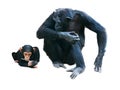 Mother and baby chimps Royalty Free Stock Photo