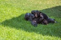 Mother and baby chimps Royalty Free Stock Photo