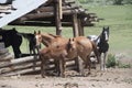 Mother and baby colt filly horse and paint horse in old log cabin stable