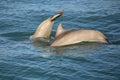 Mother and baby Common bottlenose dolphins diving Royalty Free Stock Photo