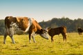 Mother and baby cow Royalty Free Stock Photo