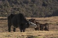 Mother and baby cow facing each other, healthy animals, happy calf, peaceful rural farm