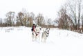 Mother with the baby daughter rush on sledge on snow. Sledding with dog