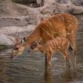 Mother and baby deers Royalty Free Stock Photo