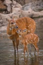 Mother and baby deers Royalty Free Stock Photo