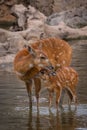 Mother and baby deers Royalty Free Stock Photo
