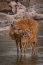 Mother and baby deers Royalty Free Stock Photo