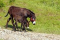 Mother and baby donkey