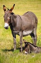 Mother and Baby Donkey Royalty Free Stock Photo