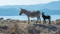 Mother and baby donkey standing on sand hill Royalty Free Stock Photo