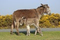 Mother and baby donkeys in the New Forest