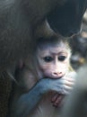 Mother and baby Drill monkeys Royalty Free Stock Photo