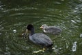 Mother and baby ducks swim in the pond Royalty Free Stock Photo