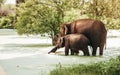 Mother and baby elefants drink water from marshy pond in national nature park Udawalawe, Sri Lanka