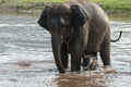 Mother and baby elephant bathing Royalty Free Stock Photo