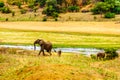 Mother and Baby Elephant coming from the Letaba River in Kruger Park, South Africa