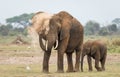 Mother and baby elephant dust bathing in Amboseli National Park Kenya Royalty Free Stock Photo