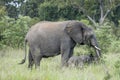 mother and baby elephant eating grass in shrubland thick vegetation at Kruger park, South Africa Royalty Free Stock Photo