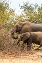 Mother with Baby Elephant Feeding in Bush, Kruger Park, South Africa Royalty Free Stock Photo