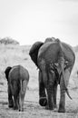 Mother and baby elephant