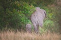 Mother and baby elephant in Maasai Mara Kenya Tanzania. Travel and safari concept Royalty Free Stock Photo