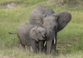 Mother and baby Elephant at Masai Mara Game Reserve, Kenya Royalty Free Stock Photo