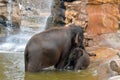 Mother and baby elephant playing in the water Royalty Free Stock Photo