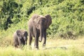 Mother and baby elephant walk along the meadow