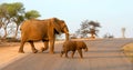 Mother and baby elephant walking across a road Royalty Free Stock Photo