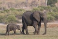 Mother and baby elephant walking along the Choebe Royalty Free Stock Photo